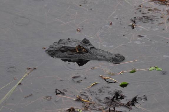 Jacaré nada em lagoa ao lado da estrada-parque do Pantanal Sul, na região de Corumbá, no Mato Grosso do Sul